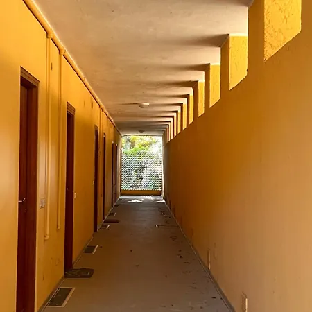 Le Mimose